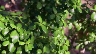 Crassula ovata sulu bitkisinin yeşil çalılığını kapatın. Güneşli bir günde botanik bahçesinde yetişen dekoratif bitkiler..