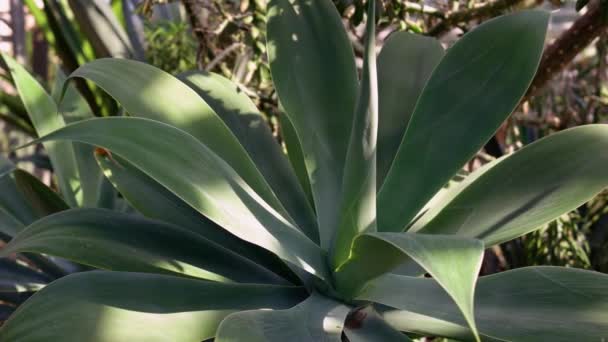 Close Van Groenblijvende Agava Plant Die Groeit Botanische Tuin Exotische — Stockvideo