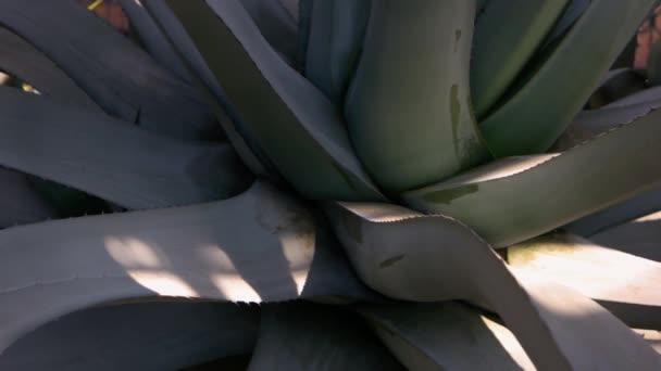 Enorme Agave Planta Roseta Textura Cerca Planta Suculenta Creciendo Jardín — Vídeo de stock