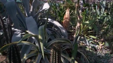 Çöl doğası geçmişi. Bahçede yetişen çeşitli sulu bitkiler. Güneşli bir günde vahşi doğa.