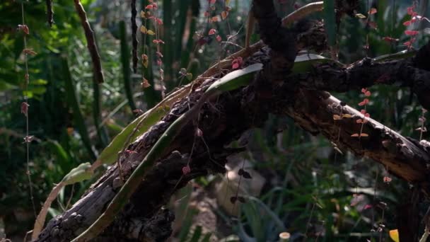 古い木の幹と多くの異なる熱帯植物の閉鎖 植物園の自然 — ストック動画