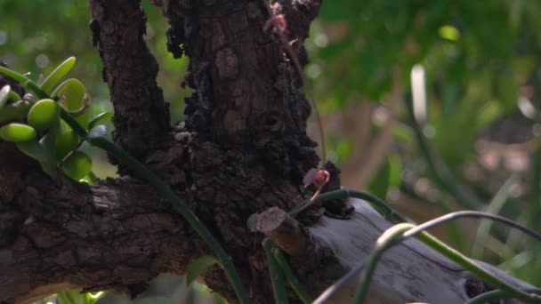 Primo Piano Del Vecchio Tronco Albero Coperto Verde Pianta Tropicale — Video Stock