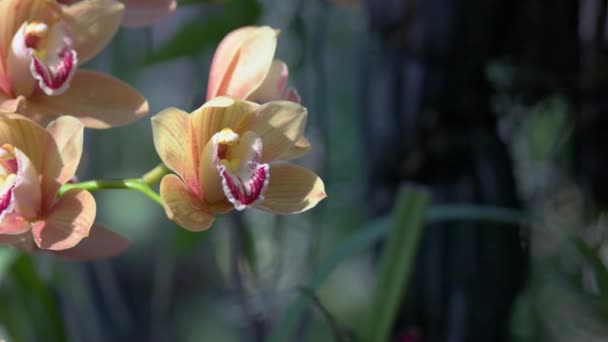 Närbild Blommande Gul Orkidé Gren Suddig Grön Bakgrund Botaniskt Begrepp — Stockvideo