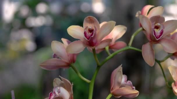 Detailní Pohled Větev Krásných Kvetoucích Orchidejí Abstraktní Rozmazané Pozadí Bokeh — Stock video