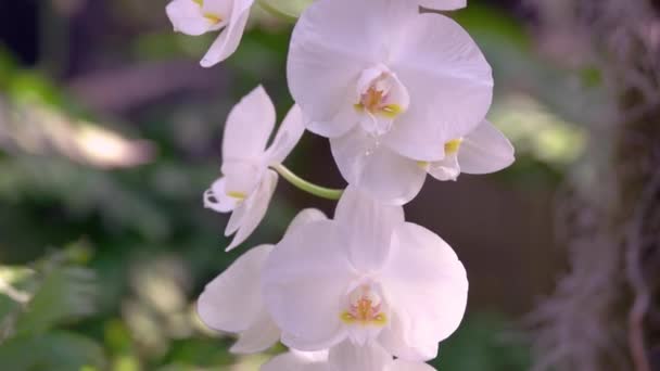 Ramo Com Flores Brancas Orquídea Florescendo Perto Flor Orquídea Falaenopsis — Vídeo de Stock