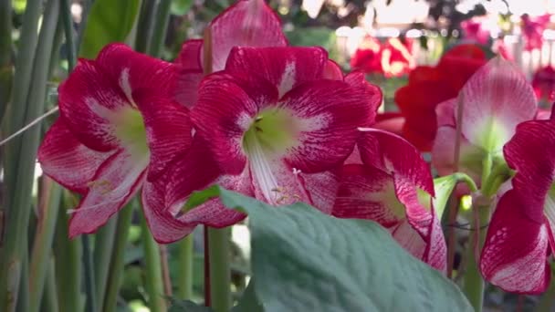 Όμορφα Ανθισμένα Λουλούδια Φυτρώνουν Στο Θερμοκήπιο Ανθοφόρα Φυτά Στον Βοτανικό — Αρχείο Βίντεο