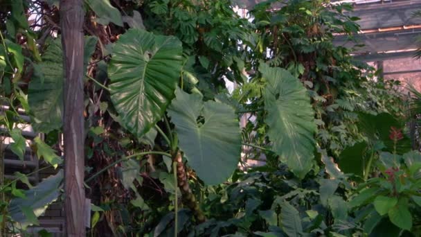 Vackra Tropiska Växter Växer Glashuset Nära Håll Grönt Hus Med — Stockvideo