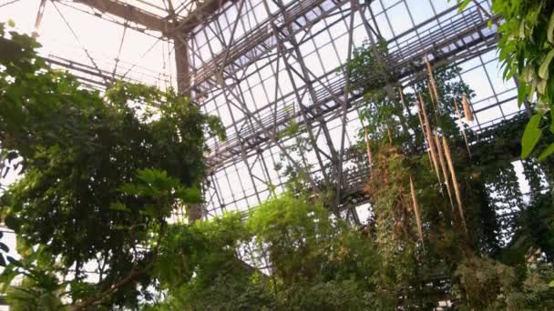 多くの異なる熱帯植物と美しい温室内 植物園のエキゾチックな自然 — ストック動画