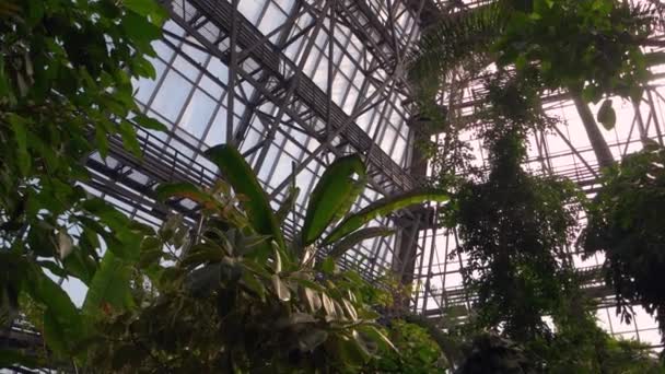 熱帯温室内の常緑のエキゾチックな植物やヤシ 植物園の美しい自然景観 — ストック動画