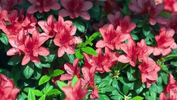 Vackra Röda Blommor Bakgrund Bush Blommande Azalea Vårblommor Vård — Stockvideo