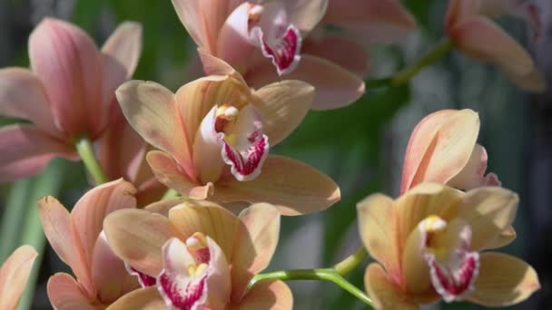 Gul Orkidégren Nära Håll Orkidéblommor Blommar Trädgården Vibrerande Tropiska Växt — Stockvideo