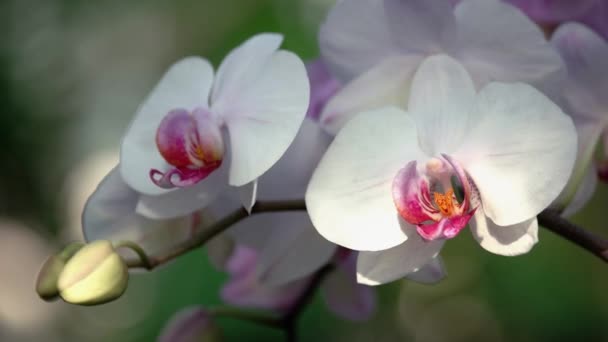Filial Med Blommande Orkidéblommor Nära Håll Grön Suddig Bakgrund Naturens — Stockvideo