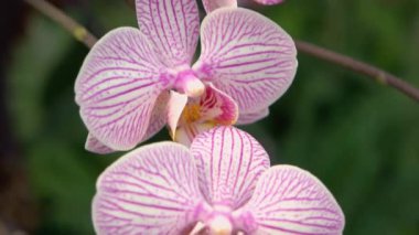 Yeşil bulanık arkaplanda beyaz ve mor orkide çiçeklerini kapat. Orkide çiçeğinin güzel çiçekleri.