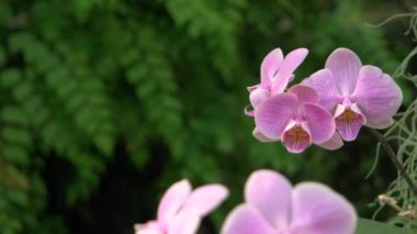 Botanik bahçesinde yetişen çiçek açan orkideye yakın çekim. Bulanık yeşil bitkiler.