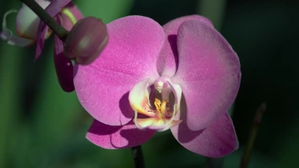 Rosa Phalaenopsis Flor Orquídea Cerca Sobre Fondo Borroso Verde Cultivo — Vídeo de stock