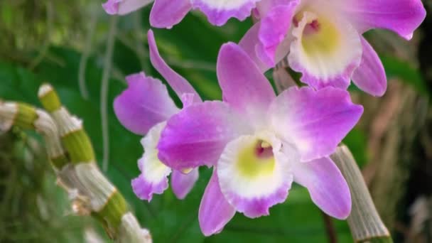 Belas Flores Orquídea Dendrobium Roxo Perto Planta Decorativa Florescente Fundo — Vídeo de Stock