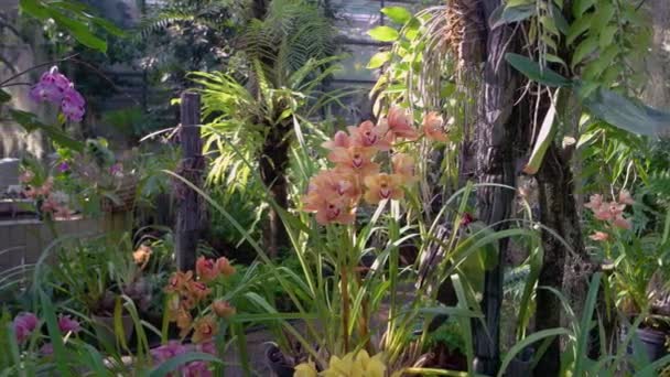 温室には美しい蘭の花が咲いています 植物園で異なる熱帯植物 自然背景 — ストック動画
