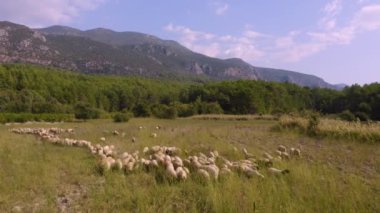 Otlakta otlayan koyunlarla dolu kırsal bir dağ manzarası. İnsansız hava aracından görüntüle.