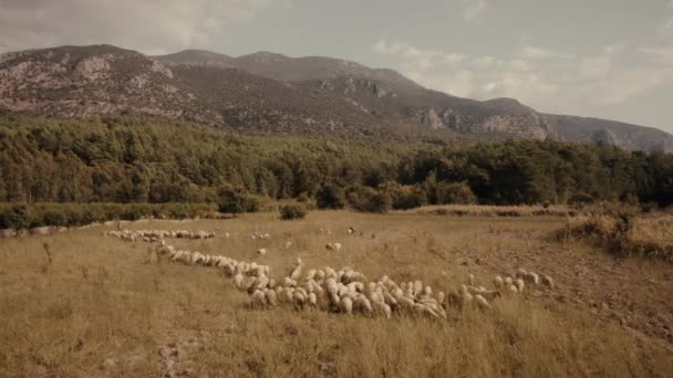 Αγέλη Από Πρόβατα Ορεινά Λιβάδια Αεροφωτογραφία Από Τηλεκατευθυνόμενο Γεωργία Βιομηχανία — Αρχείο Βίντεο