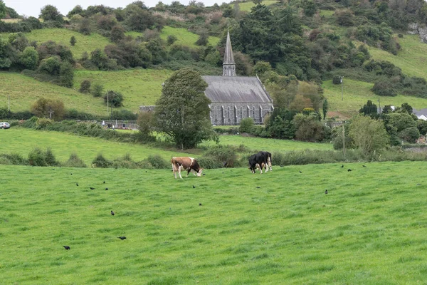 Krávy se pasou na zelené letní louce. Venkovské krajiny s krávami na letních pastvinách — Stock fotografie