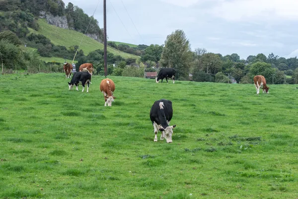 . Kühe grasen auf einer grünen Sommerwiese. Ländliche Landschaften mit Kühen auf der Sommerweide — Stockfoto