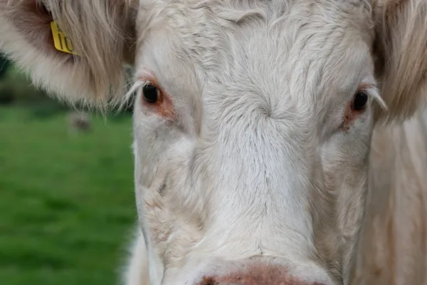 Kameraya bakan beyaz bir ineğin yakın portresi.