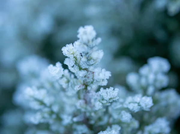 绿叶植物覆盖着晨霜. — 图库照片