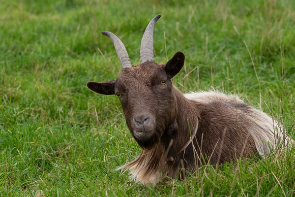 Brązowa głowa koza leżąca w trawie. — Zdjęcie stockowe