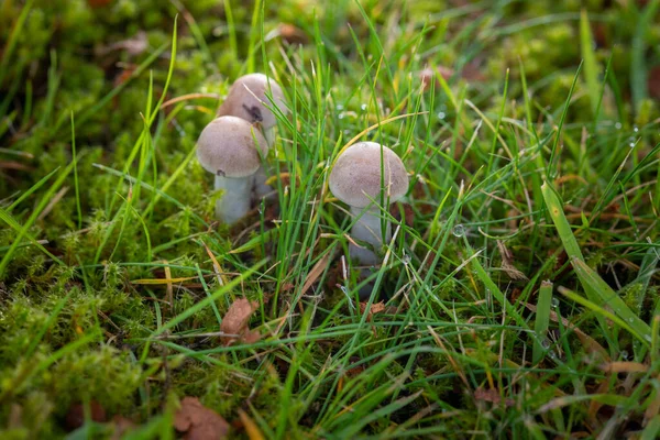 草の中の秋のキノコマクロ写真. — ストック写真