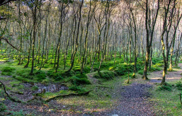 Geheimnisvoller, seltsam aussehender Wald. Die mystische Atmosphäre des Waldes. — Stockfoto