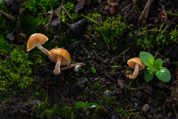 Cogumelos de outono crescendo na floresta, macrofotografia. — Fotografia de Stock