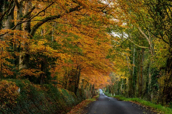 Uma estrada que vai através da floresta enquanto as folhas estão caindo no tempo do outono. — Fotografia de Stock