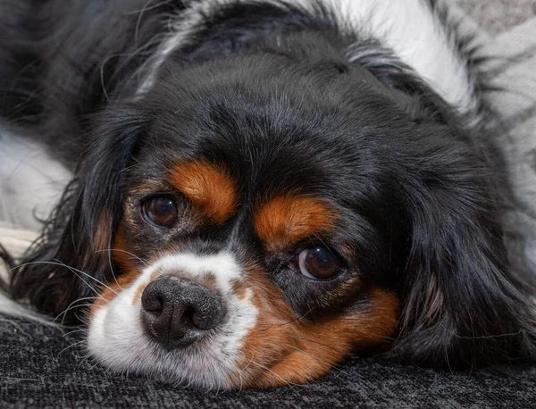 Rei Charles Cavalier Spaniel deitado no sofá. — Fotografia de Stock