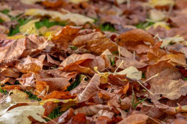 Sonbahar yapraklarının arkaplanı yerde. Sonbahar konsepti. Güzel foliage halı.