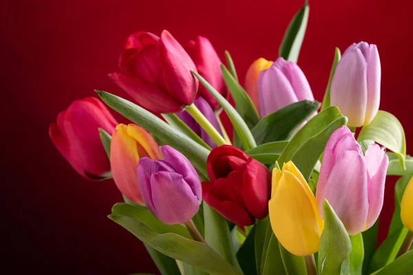 Gelbe, rote und rosa Tulpen auf farbigem Hintergrund. Stockbild