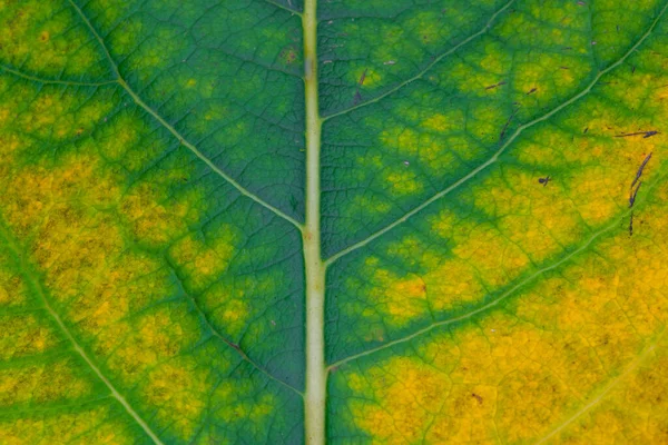 Close up leaf texture with corrosion. Macro photography. — Stock Photo, Image