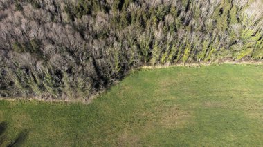Ormanın havadan görünüşü. Drone fotoğrafçılığı. Orman sınırı. İnsansız hava aracından kıyı şeridi görüntüsü.