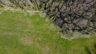 Ormanın havadan görünüşü. Drone fotoğrafçılığı. Orman sınırı. İnsansız hava aracından kıyı şeridi görüntüsü.