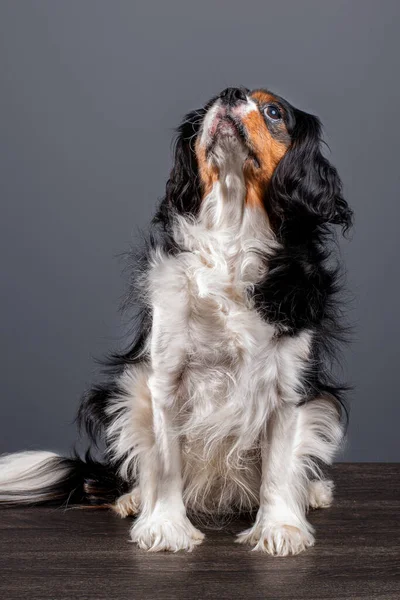 초상화 Cute Cavalier King Charles Spaniel Dog — 스톡 사진
