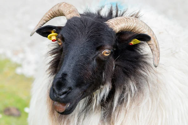 Der Kopf Einer Langhaarigen Schwarz Weißen Landziege Mit Gekräuselten Hörnern — Stockfoto