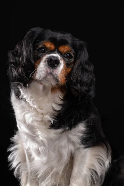 초상화 Cute Cavalier King Charles Spaniel Dog — 스톡 사진