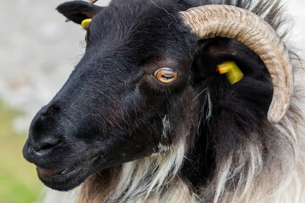 Cabeça Uma Cabra Preta Branca Cabelos Compridos Com Chifres Enrolados — Fotografia de Stock