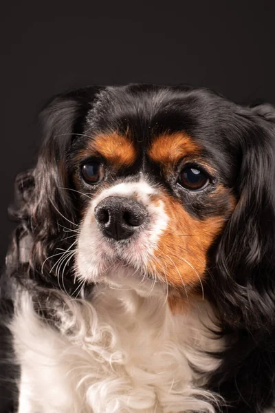 초상화 Cute Cavalier King Charles Spaniel Dog — 스톡 사진