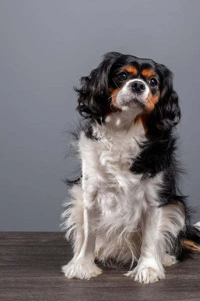 초상화 Cute Cavalier King Charles Spaniel Dog — 스톡 사진