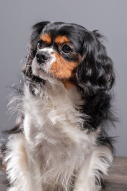 Yetişkin bir köpek portresi, Şirin Şövalye Kral Charles spaniel köpek