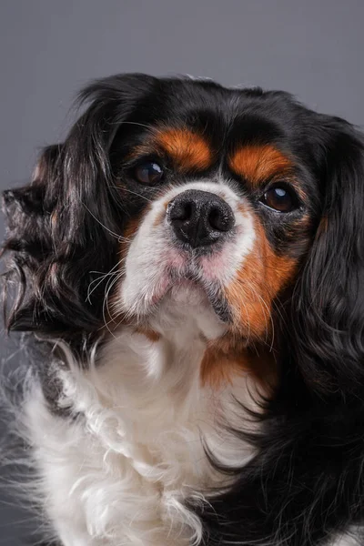 초상화 Cute Cavalier King Charles Spaniel Dog — 스톡 사진