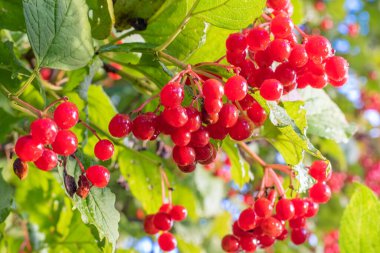 Bahçedeki kırmızı viburnum dalı. Sonbahar. Sarı sonbahar yaprakları, yakın plan. Olgun sonbahar meyveleri.