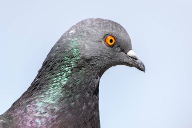 Gökyüzünde vahşi bir arka planda vahşi bir güvercin