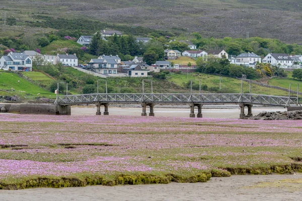 Fioletowe Kwitnące Dzikie Kwiaty Przed Piękną Irlandzką Wioską Wild Atlantic — Zdjęcie stockowe