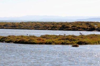 Flamencos en el Parque Doğal Delta del Ebro, Catalua Manzarası.